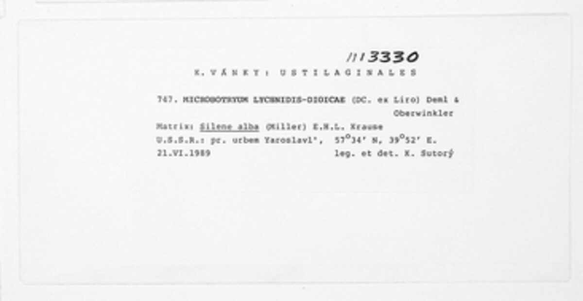 Microbotryum lychnidis-dioicae image
